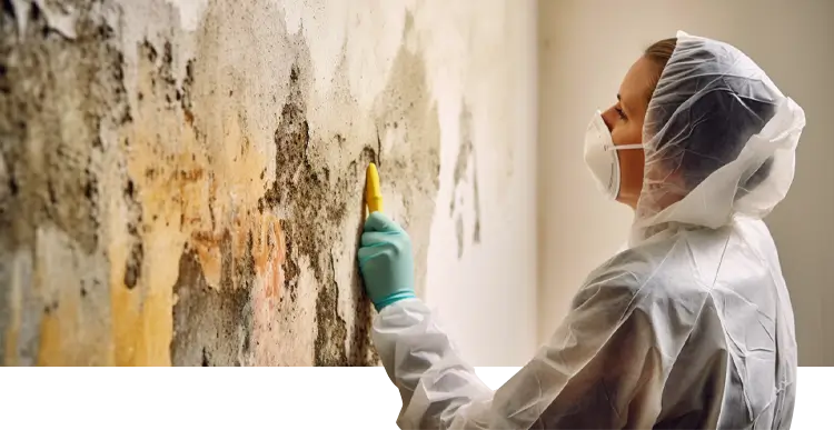 Mold Removal